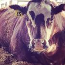 Steer lying in stable, wearing Tag No. 45.