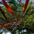 colorful ribbons blowing in the breeze from a tree