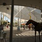 Photo taken from inside Manetti Shrem Museum of Art, with horse sculpture in shadow, looking out to Picnic Day Activities