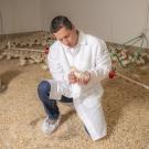 UC Davis poultry veterinarian Rodrigo Gallardo examines a chicken. Bird flu has been detected on commercial chicken farms in California and other parts of the U.S. (UC Davis School of Veterinary Medicine)