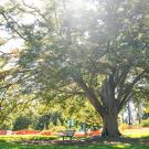 Zelkova tree surrounded by construction fencing