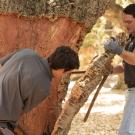 Carlos Ferreira, left, and Joao Ferreira, right strip bark from an 80-plus-year-old cork oak tree in the UC Davis Arboretum.  The cork oak is the only tree whose bark regenerates itself after harvesting. (Gregory Urquiaga/ UC Davis)