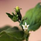 Close up of a small white flower among green leaves against a neutral background. 