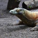 Head and forelegs of a large, green/brown lizard lying on gravel with its head held up. 