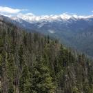 In the foreground, a forest of pine trees seen from just above including many dead brown trees. In the background are snowcapped mountains against a blue sky. 