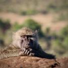 Wild baboon appears to doze with chin on hands. 