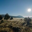 grassland with a smattering of trees extends to view of ocean in Mexico