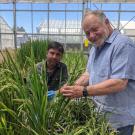 Two mean in front of race plants inside a greenhouse.