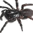 Big black spider