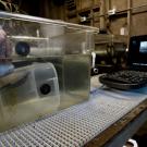 A woman's hand is seen giving an ultrasound to an abalone in a tank with sonagraph on computer screen in background