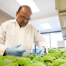 A brown-skinned man wearing a white lab coat and glasses stands over a tray of green seedlings. 