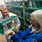 A woman with shoulder length grey hair and glasses wearing a blue lab coat looks at a green-tinted fish tank she is holding. On left behind the fish tank is a white man with greying reddish hair and a grey beard wearing a white lab coat. In the background are racks of plastic fishtanks. 