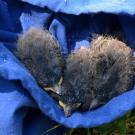 Three black phoebe chicks are nestled in a soft, blue cloth bag. (Amy Quinton/UC Davis)