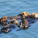 two sea otters swim on their backs in the ocean