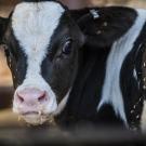 up close picture of a cow