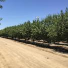 At right, a quadcopter drone hovers over orchard trees. On the left across a dirt road a man in a red shirt operates the drone. 