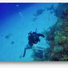 Woman diving with coral looks up from sea floor at camera