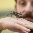 Attendees handle walking stick bugs at the Bohart Museum on Picnic Day.