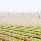 Farmworkers on a misty field from far away