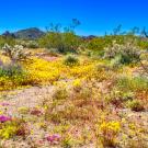 Super bloom in Joshua Tree National Park 