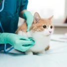 A veterinarian is using a stethoscope to examine a brown and white cat. The cat's eyes are slightly dilated. Researchers have found cats show fewer signs of stress when appointments are virtual rather than in a veterinary office. 