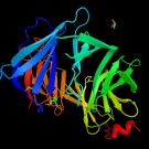 Colored ribbon diagram reflecting protein structure