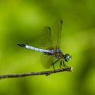 A dragonfly in profile perched on a stick against a blurred green background. 