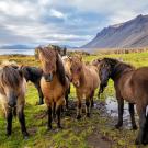 A group of shaggy horses with a wilderness background. 