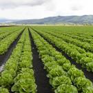 Rows of lettuce on a farm under a cloudy sky. 