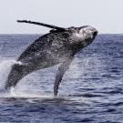 humpback whale breaching