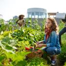 People tending a garden with city in background