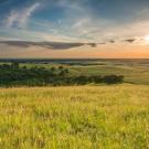 Setting sun over grasslands with some trees in the middle of the picture. 