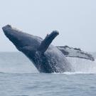 Head and front flippers of a whale out of the water