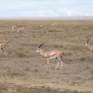 A herd of several deer-like horned animals on grassland