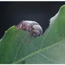 A beetle eats a green leaf from the edge. 