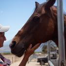 Woman pets a horse's face