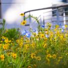 Yellow wildflowers outside Hunt Hall