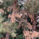 Tree with rust-colored needles shows signs of Pine Ghost Canker infections