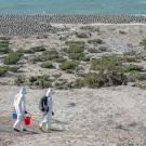 two women in protective PPE walk above Argentina coastline full of cormorants near shore and terns in greenery to sample for HPAI H5N1