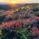 sun hovers above purple mountain tops in background while orange-red wildflowers blanket a ridge in the foreground at Molok Luyuk in  California