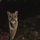 female mountain lion stares at camera while walking in dark woods