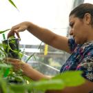 Pershang Hosseini examines a specimen in her lab