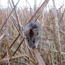 Salt marsh harvest mouse walks across bulrush in marsh