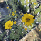 Gumweed yellow flower with a small bee in the middle of it