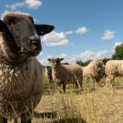 A sheep's face with some sheep behind it