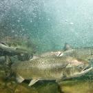 spring-run chinook swimming in river