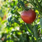 A tomato at the Student Farm 