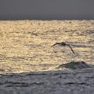 Photo of water, in darkened evening, with person in right foreground.