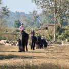 elephant loggers ride atop elephants in Myanmar with logs to the side and forrest in background