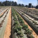 Rows of strawberries, some disease-free, some dead.